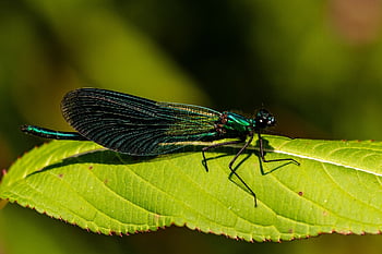 Příroda, demoiselle, hmyz, zblízka, létající hmyz, makro, křídlo, letní, modrý, typy forem, hmyz umírá