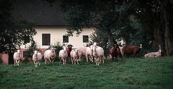 pecora, agnelli, erba verde, agriturismo, Austria rurale, pecore bianche, pecore marroni, mandria pacifica, pecore al pascolo, Scena di campagna, animali da fattoria
