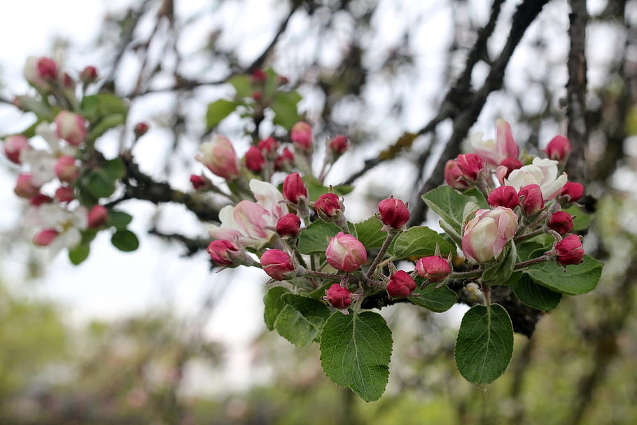 apple Tree, spring, pink, bloom, nature, may, bud