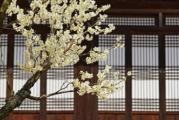 prugna, fiore di prugna, inverno, natura, pulito, Corea, fiore, primavera, fiore di pruno, sfondo di fiori, pianta