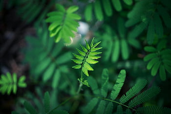 gröna bladväxter, livlig närbild, färska gröna blad, mjuk suddig bakgrund, naturens skönhet, naturlig grönska, lövväxt, grönt lövverk, naturfotografering, växtfotografering, gröna löv