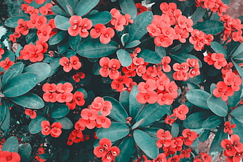 fiori rossi, Corona di spine, foto ravvicinata, Immagine vibrante, fiori che sbocciano, foglie verdi lussureggianti, bellezza naturale, Fiori eleganti, fotografia floreale, fiori da giardino, fioriture rosse