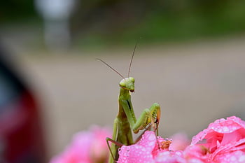 mantide europea, mantide-religiosa, insetto, insetto verde, mantide religiosa, sfondo di fiori, entomologia, mantide, Famiglia Mantidi, natura, bellissimi fiori