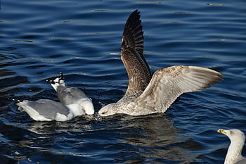 seagulls, gulls, birds, sea, nature, wings, fishing, diving, seabirds, water Birds