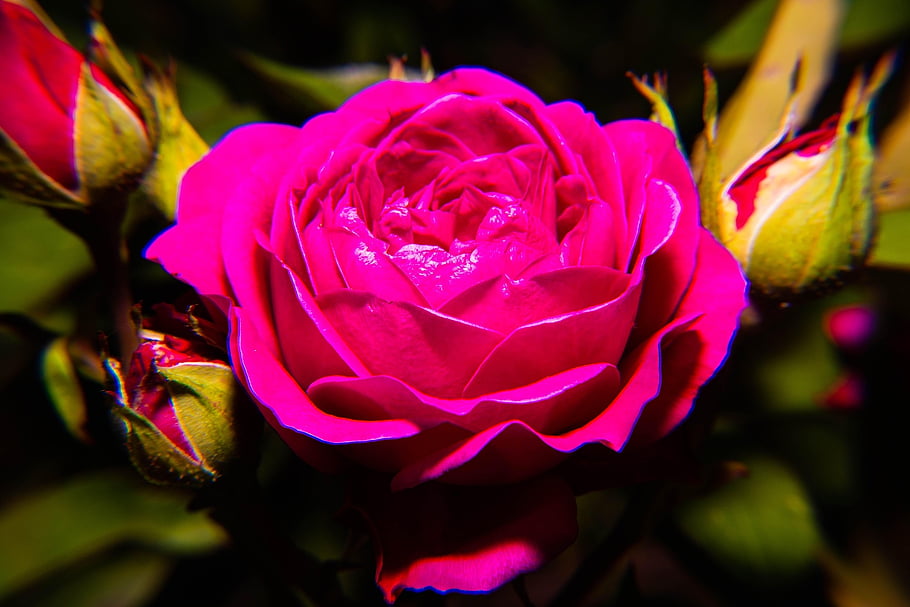 spring, beautiful Nature, beautiful Flowers, laptop Wallpaper, nature Background, beautiful Wallpaper, cool Backgrounds, pollen, free Background, yellow, rose Wallpaper