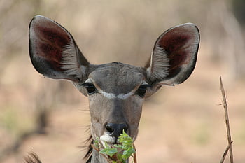 Afrika, Okawango, kudu, Delta Okawanga, botswana, antilopa