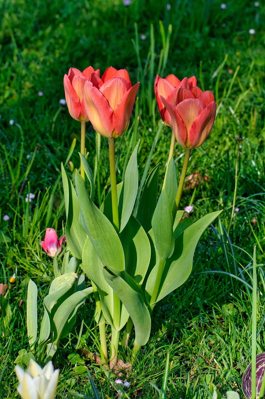 Tulipán květ, jaro, tulipán, krásné květiny, květ, zahrada, květinové tapety, květinové pozadí, zblízka, nálada, Příroda