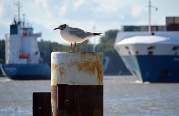 camar, burung, maritim, pasak, tiang kayu, kapal, air, Pelabuhan, hewan, margasatwa, alam