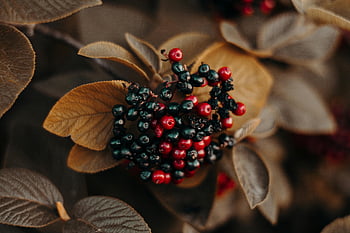 Červené a černé bobule, Mělké fokusové fotografie, Detailní bobule, Teplé podzimní listy, Sezónní krása, podzimní bobule, červené bobule, ostružiny, fotografování přírody, podzim listí, bobule clusteru