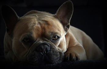 állat, kutya, francia bulldog, mancsok, ormány, rövid kabát, arc, Kilátás, szemek, hűséges barát, érzelmek