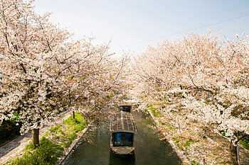 sakura trees, canal, sailing boat, park, cherry blossoms, traditional boat, Kyoto, Japan, idyllic canal view, blooming sakura, spring scenery