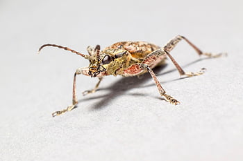 kara benekli longhorn böceği, böcek, haşere, hayvan, küçük, omurgasız, eklem bacaklı, yaban hayatı, vahşi hayvanlar, doğa, makro