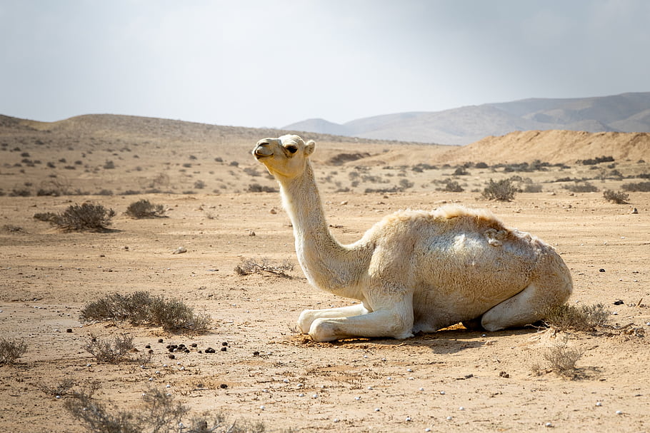 camel, sitting, desert, sand, landscape, resting, animal, wildlife, nature, outdoors, mountains