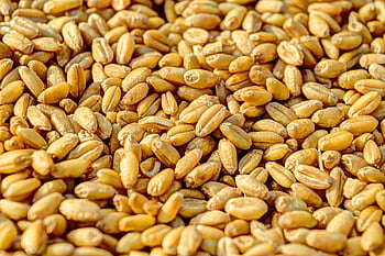 wheat kernels, golden wheat, natural textures, close-up, grains, agricultural produce, cereal grains, food photography, organic grains, harvest season, grain texture