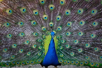 peacock, blue peafowl, green peafowl, vibrant feathers, majestic display, close-up, peacock feathers, impressive display, peacock plumage, peacock tail, peacock beauty