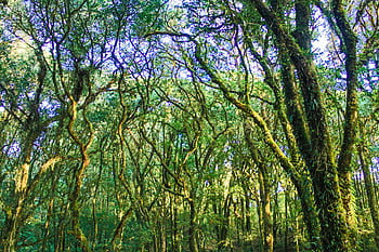trees with moss, sunlit forest, twisting branches, dense foliage, moss-covered trees, forest vegetation, lush vegetation, natural landscape, forest scenery, green forest, forest environment