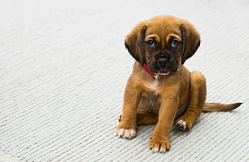 Brown and Black German Shepherd Puppy, sitting, gray textile, cute puppy, red collar, light carpet, indoors, adorable puppy, pet photography, puppy pictures, indoor pets