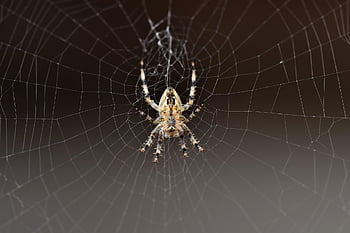 păianjen, panza de paianjen, insectă, arahnide, animal, entomologie, macro, natură, a închide
