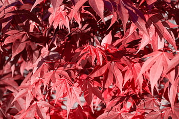 autumn, autumn Forest, red, red Leaves, red Leaf, leaf, fall, fall Leaves, fall Aesthetic, sun, flare