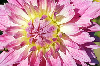 dahlia, flower, plants, flora, nature, pink, asteraceae, garden, blooming, cereal, angiosperms