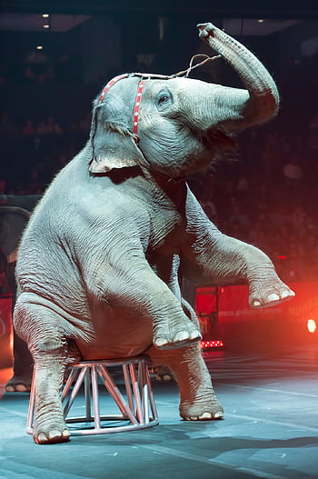 elefante, animal, circo, mamífero, colmillos, paquidermo, actuación, entretenimiento