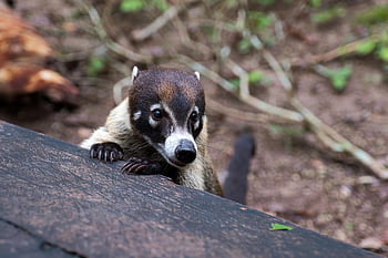 coati, zvíře, stvoření, Příroda, fauna, Fotografie cestovatelů, Guatemala, Střední Amerika