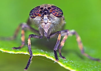 fly, macro, insect, legs, leaf, nature, bug, eyes, compound Eyes, macro Photography, animal World