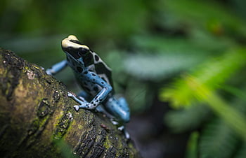 blue poison dart frog, mossy tree trunk, lush green forest, detailed image, perched frog, forest setting, tree trunk, poison dart frog, blue frog, green forest, mossy trunk