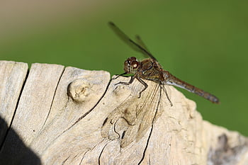 dragon-fly, darter, insect, wing, sympetrum Striolatum, libellulidae, wood
