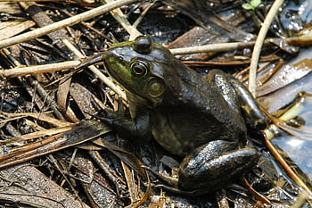 Frosch, Natur, Amphibie, Tier, Tierwelt, Sumpf