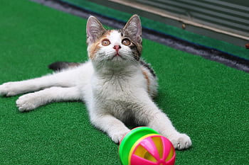 kucing, kucing liar, membelai, gilnyangyi, anak kucing, hewan, imut, hewan peliharaan, meong, binatang lucu, licik