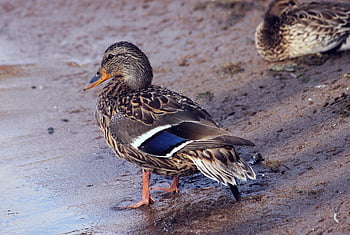 Pato, pájaro, ornitología, naturaleza, especies, fauna, aviar, fauna silvestre, pico, animal, plumas