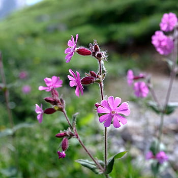 red Campion, flowers, plant, campion, silene Dioica, caryophyllaceae, pink Flowers, bloom, blossom, nature, alpine