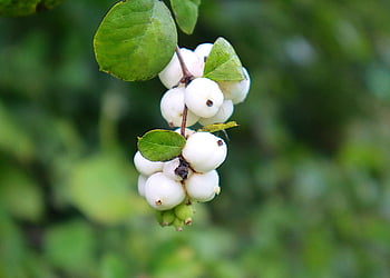 symphoricarpos albus, ghostberry, βοτανική, λευκά μούρα, διακοσμητικό δέντρο, φύση, snowberry