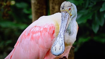 ばら色のスプーンビル、 鳥、 鳥類、 野生動物、 自然、 動物、 動物園、 Uccelli、 ベッコ