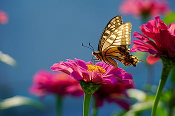 butterfly, flower, pollinate, pollination, insect, winged Insect, butterfly Wings, bloom, beautiful Flowers, blossom, flora