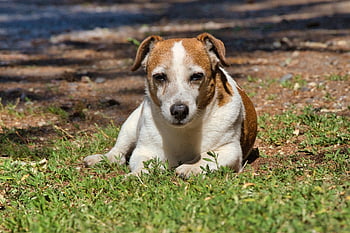 jack Russel, nature, jack Russel Terrier, pet, dog, terrier, cute, russel, animal, view, adorable