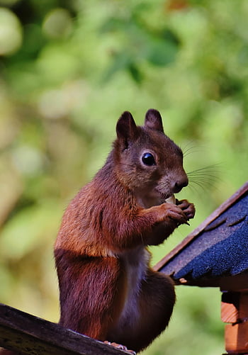 squirrel, rodent, wildlife, mammal, animal, nature, species, fauna, forest Animal