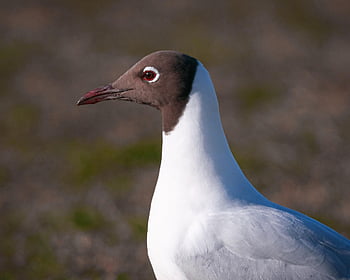 Gabbiano dalla testa nera, gabbiano, ornitologia, specie, fauna, aviaria, animale, becco, uccelli acquatici, Uccelli selvaggi, birdwatching