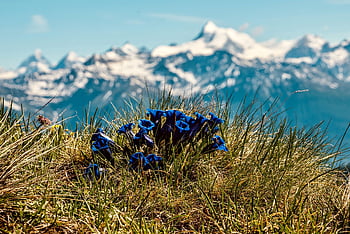 gentians, květinové pozadí, květiny, květinové tapety, rostlina hořce, modré květy, okvětní lístky, krásné květiny, modré okvětní lístky, horské květiny, léčivé rostliny