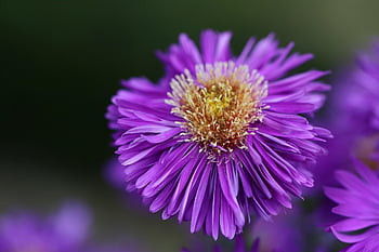 aster, aster Blossom, purple Flower, stamens, pistils, petals, autumn Flower