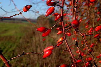 rosa Canina, dog Rose, hedge Rose, color Vermillion Red, luminous, shrub, plants, thorns, fruit, rose Hips, high-ass