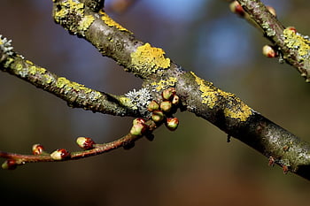 bud, weave, spring Awakening, branch, grow, sprout, tree, blossom, nature, beginning Of Spring