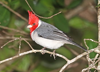 kardinal jambul merah, Taman Negara Bagian Kokee, kauai, hawaii, burung, margasatwa, alam, lambang merah, tubuh abu-abu, Perut putih, cabang