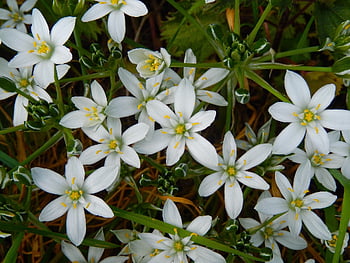 star Of Bethlehem, flower Background, ornithogalum Umbellatum, doldiger Milk Star, flower, beautiful Flowers, blossom, nature, flower Wallpaper, bloom, white
