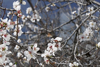 hummingbird Hawk Moth, blossoms, insect, nature, trunk, spring, nectar, white, pink, shrub