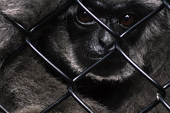 moloch gibbon, ketrecbe zárt, kerítés, állatkert, fogság, fogoly, majom, gibbon, bebörtönzött, prímás, vadvilág