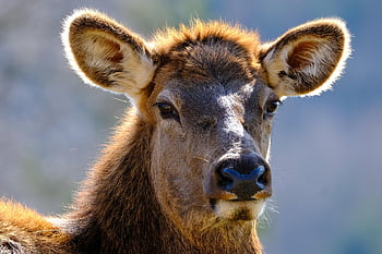 wapiti, animal, head, female Wapiti, elk, deer, wildlife, nature, closeup