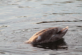 swan, bird, tail, feathers, lake, river, young, animal, plumage, long Jibe, waterfowl