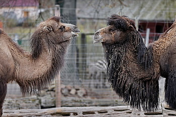 zvíře, Příroda, velbloud bactrian, velbloud, Mongolský velbloud, savec, zoo, druh, fauna